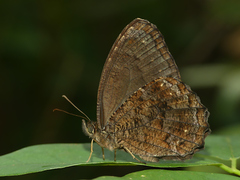 Praepedaliodes phanias