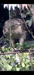 Accipiter nisus