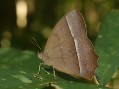 Taygetis tripunctata