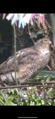 Accipiter nisus