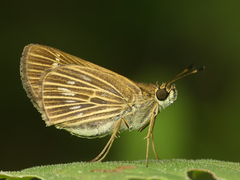 Vehilius stictomenes stictomenes
