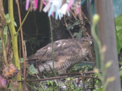 Accipiter nisus
