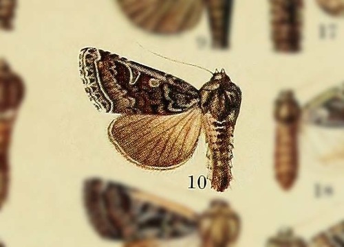 Hadena ferrisparsa