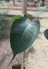 Ficus religiosa