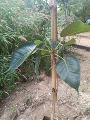 Ficus religiosa