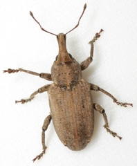 Listronotus pallidus