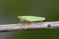 Draeculacephala angulifera