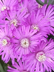 Ruschia macowanii