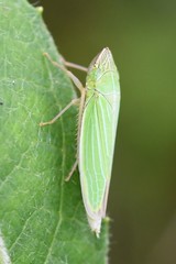 Draeculacephala angulifera