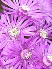 Ruschia macowanii