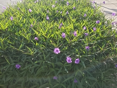 Ruellia simplex