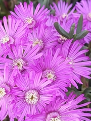 Ruschia macowanii