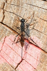 Xorides filiformis