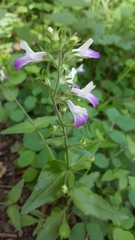 Collinsia multicolor