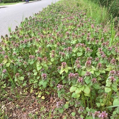 Lamium purpureum purpureum