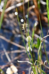 Carex rotundata