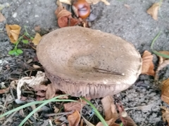 Basidiomycota