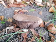 Basidiomycota