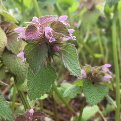 Lamium purpureum purpureum
