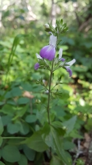 Collinsia multicolor