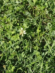 Trifolium repens