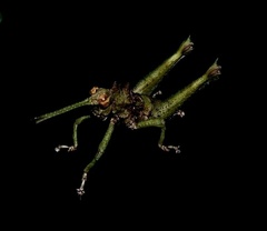 Pycnosarcus atavus