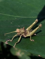 Pycnosarcus atavus