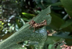 Pycnosarcus atavus