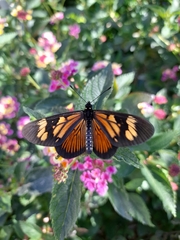 Actinote pellenea pellenea