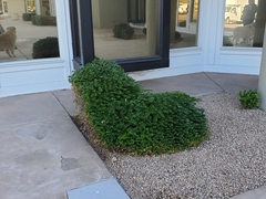 Buxus sempervirens