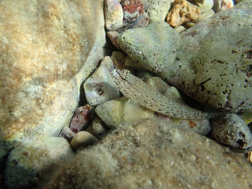 Glavoč pritajeni (Gobius incognitus)