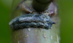 Meligramma triangulifera