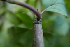 Meligramma triangulifera