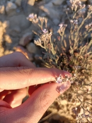 Limonium ruizii