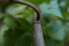 Meligramma triangulifera