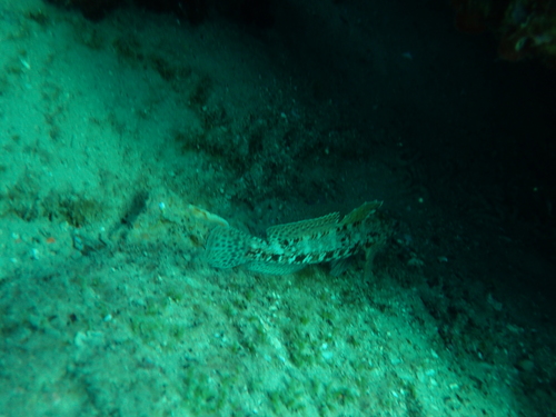 Glavoč krvoust (Gobius cruentatus)