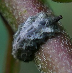 Meligramma triangulifera