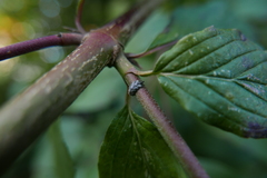 Meligramma triangulifera