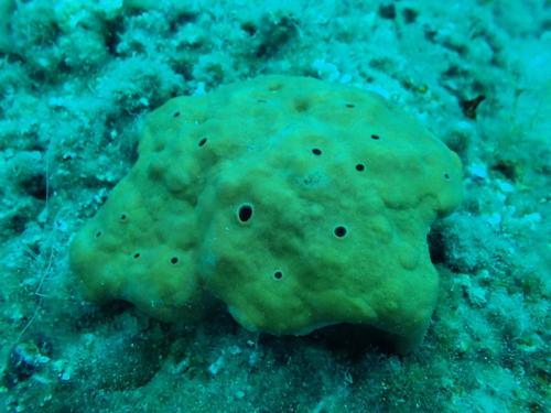 Smokvasta spužva (Petrosia ficiformis)