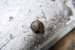 Aegopinella nitidula image