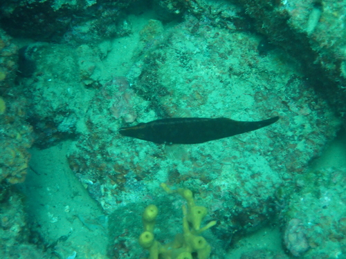 Dugonoska (Symphodus rostratus)