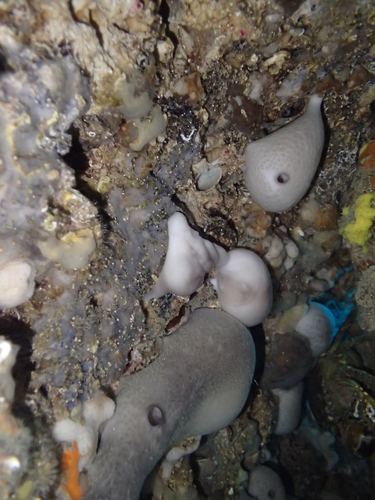 Bubrežasta spužva (Chondrosia reniformis)