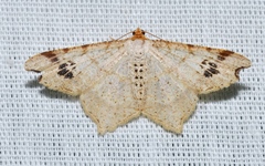 Macaria promiscuata