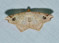 Macaria promiscuata