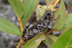 Melanoplus huroni