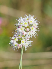 Allium ericetorum