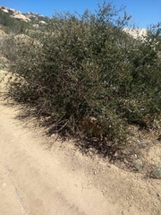 Ceanothus pauciflorus