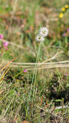 Allium ericetorum