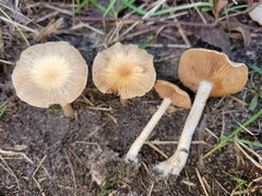 Cortinarius albocyaneus