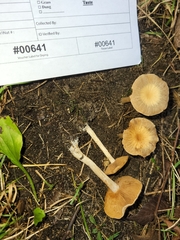 Cortinarius albocyaneus